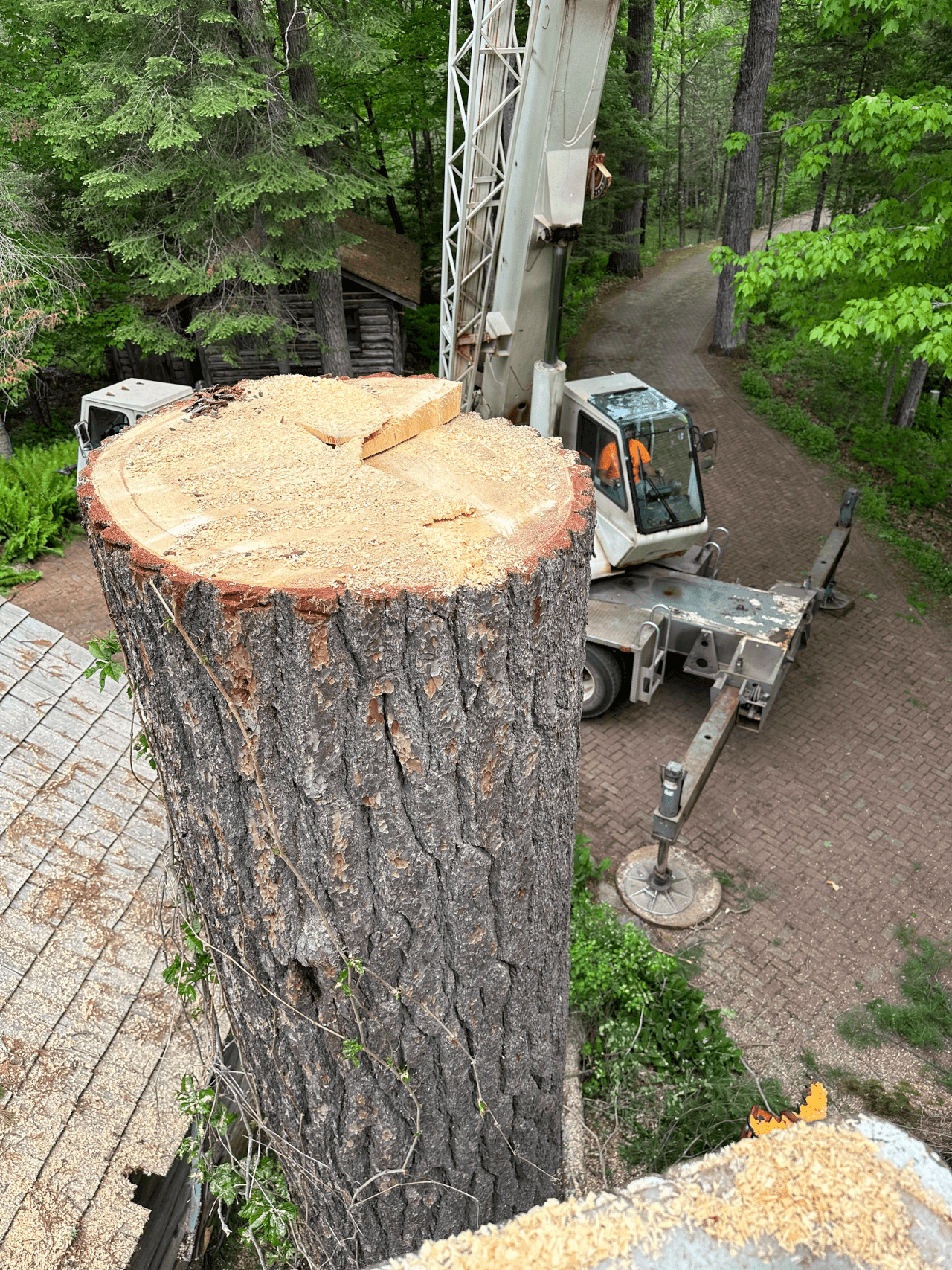 A crane parked on a gravel path beside a large, recently topped tree trunk near a building roof.