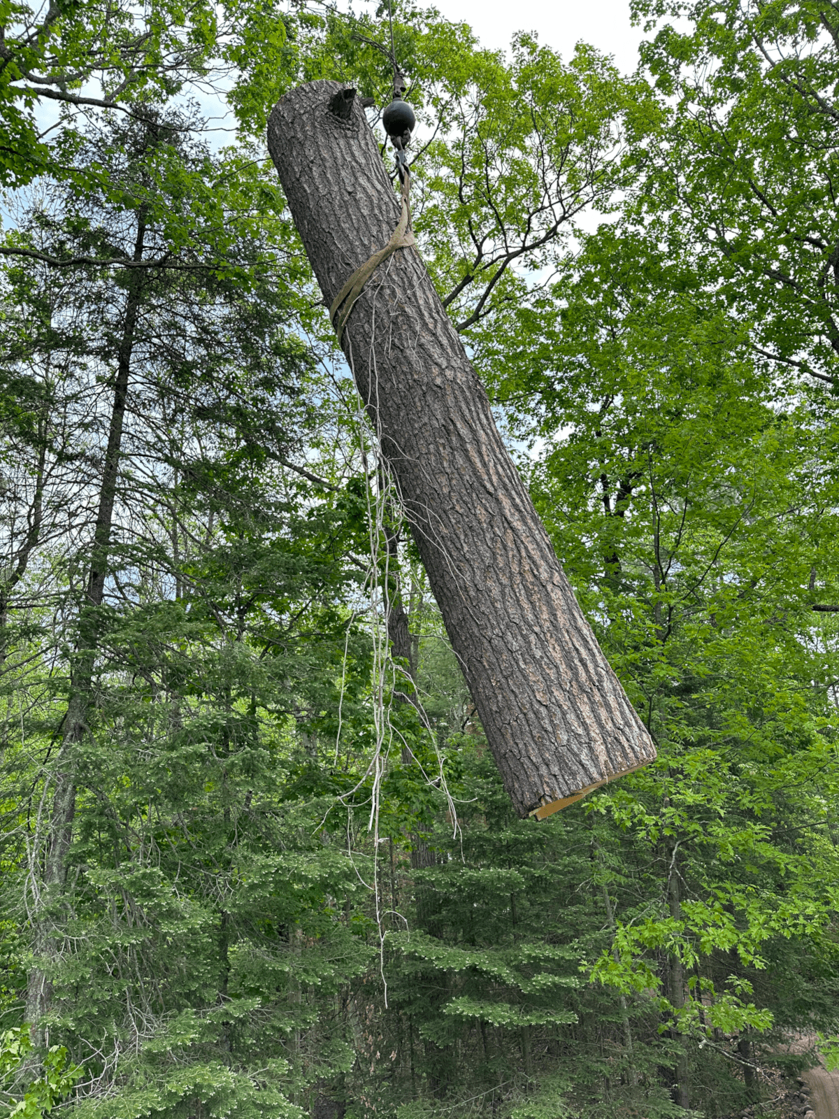 A large, freshly cut tree trunk suspended in the air by a rope against a backdrop of lush green forest trees.
