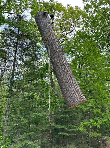 Log suspended from ropes in a forest, surrounded by green foliage and trees.