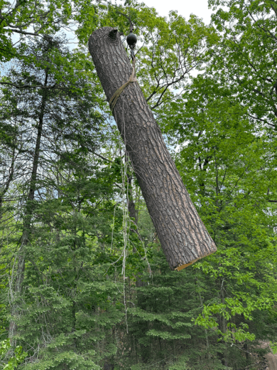 Log suspended from ropes in a forest, surrounded by green foliage and trees.