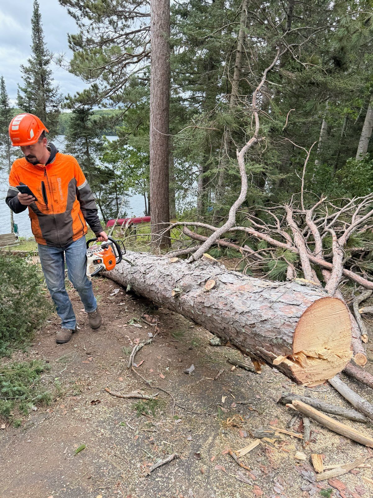A tree being trimmed by a worker in a tree, assisted by a crane on a sunny day.