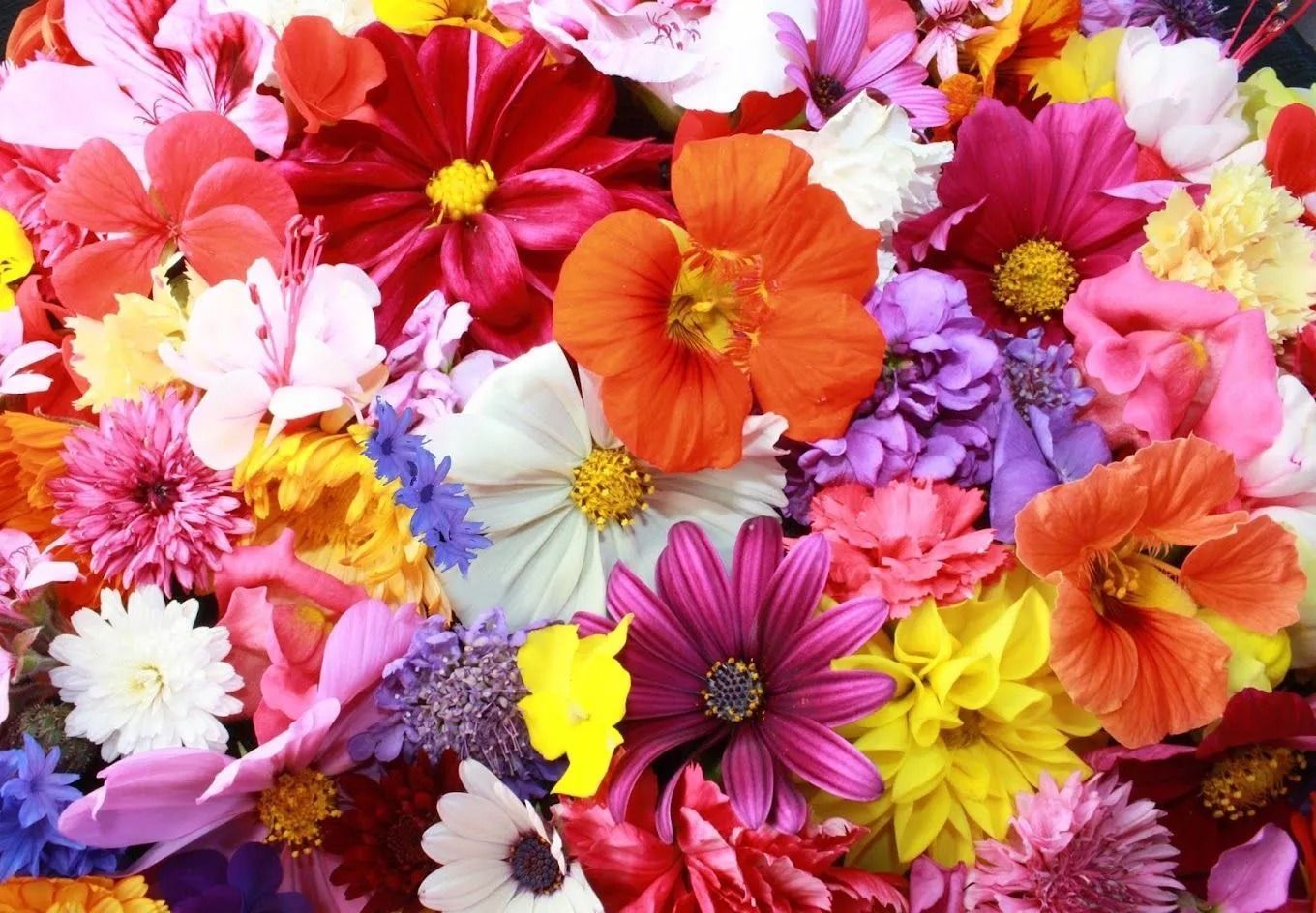 Vibrant assortment of colorful flowers: red, orange, pink, yellow, purple, and white.
