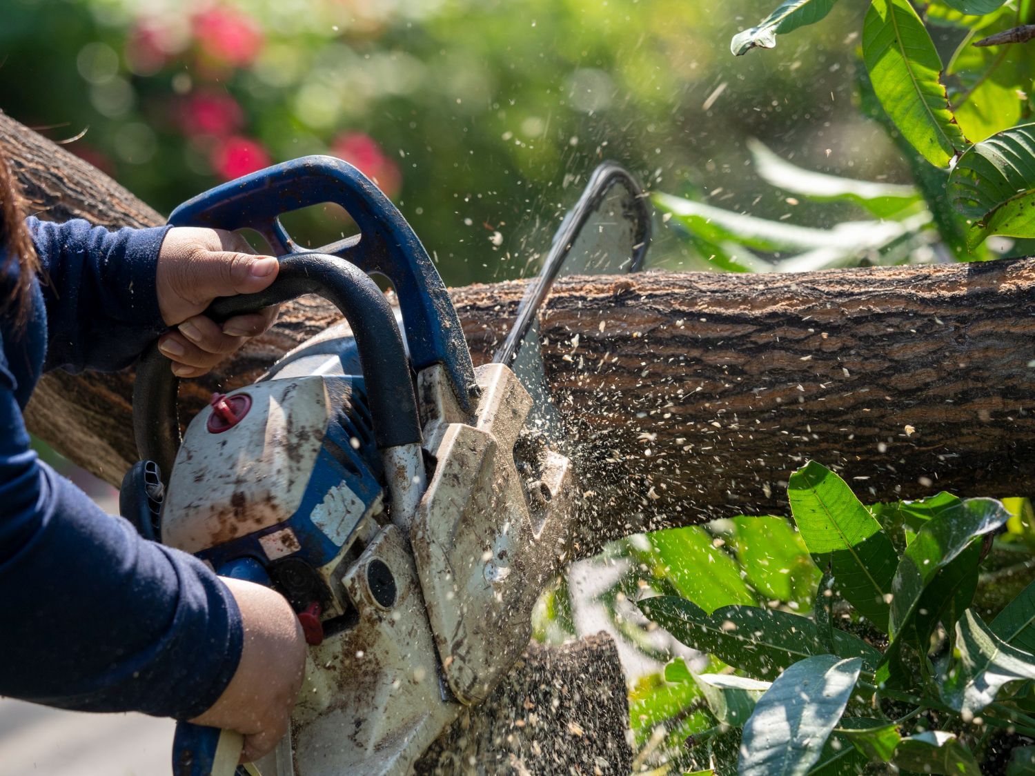 Tree Removal Middletown