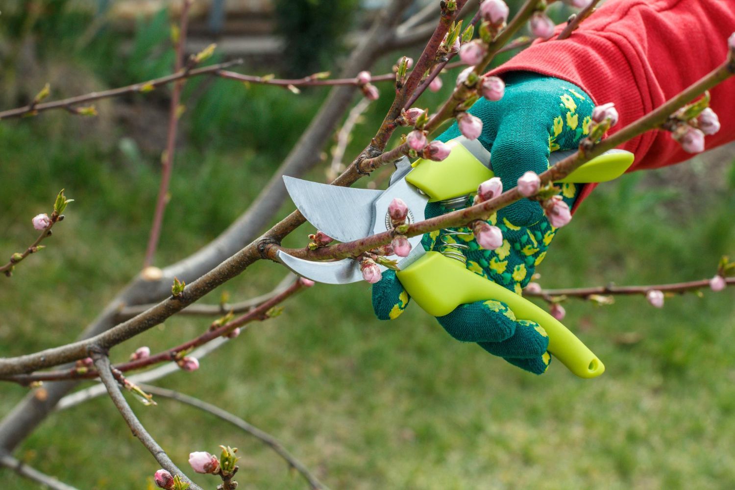 Tree Pruning Near Me