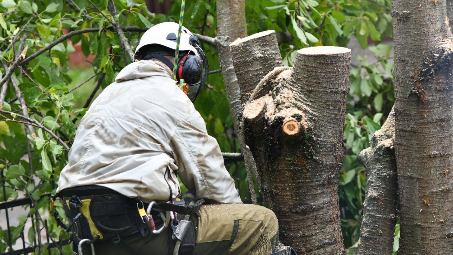 Hazardous Tree Removal Middletown