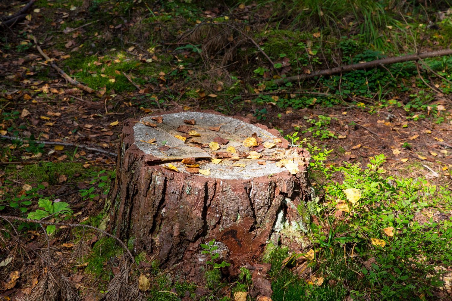 Stump Grinding Germantown