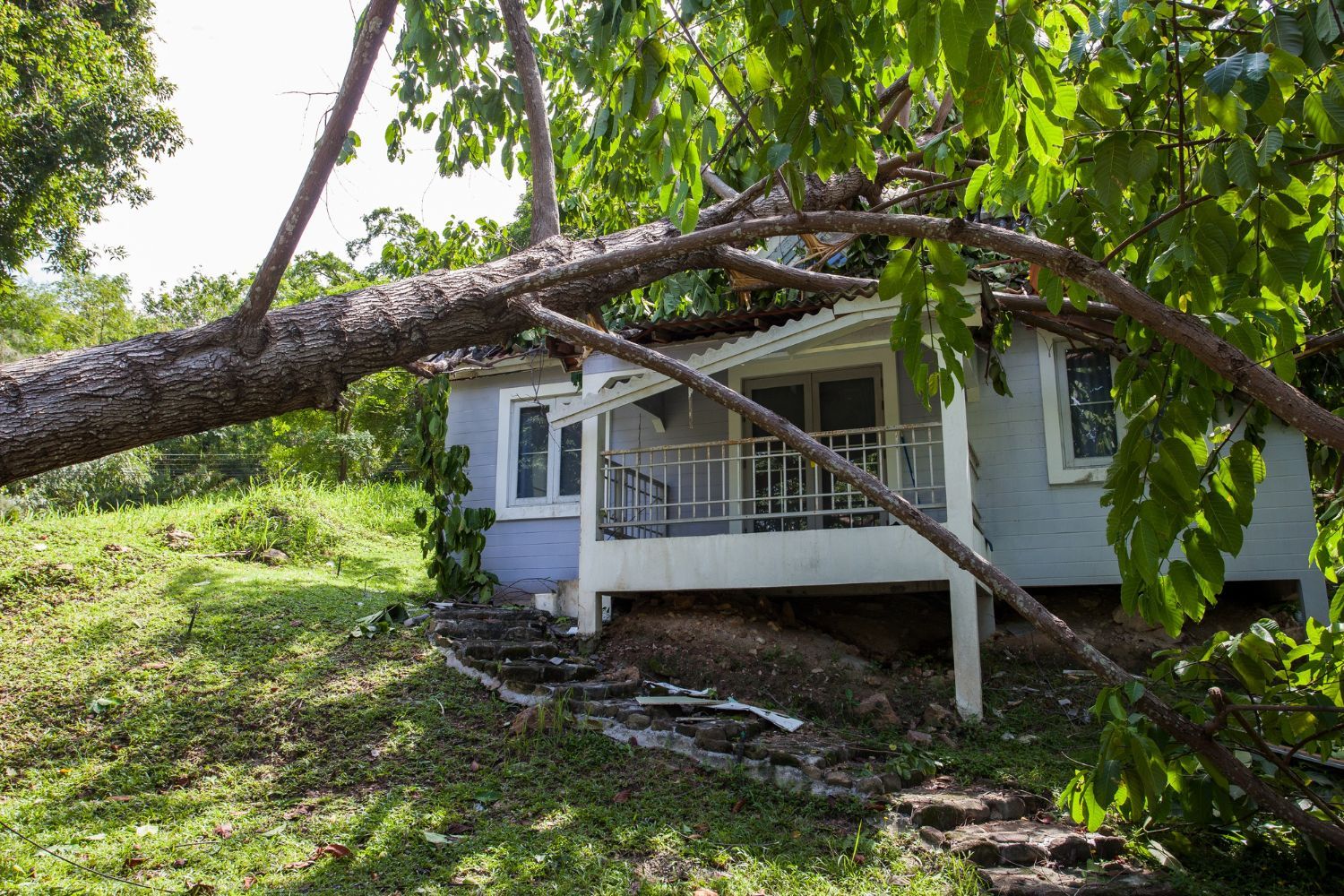 A house with a tree fallen on it in front of it.