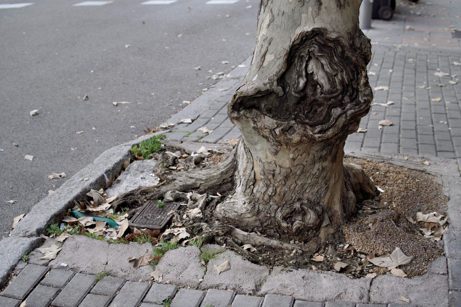 The roots of a tree are visible on the sidewalk