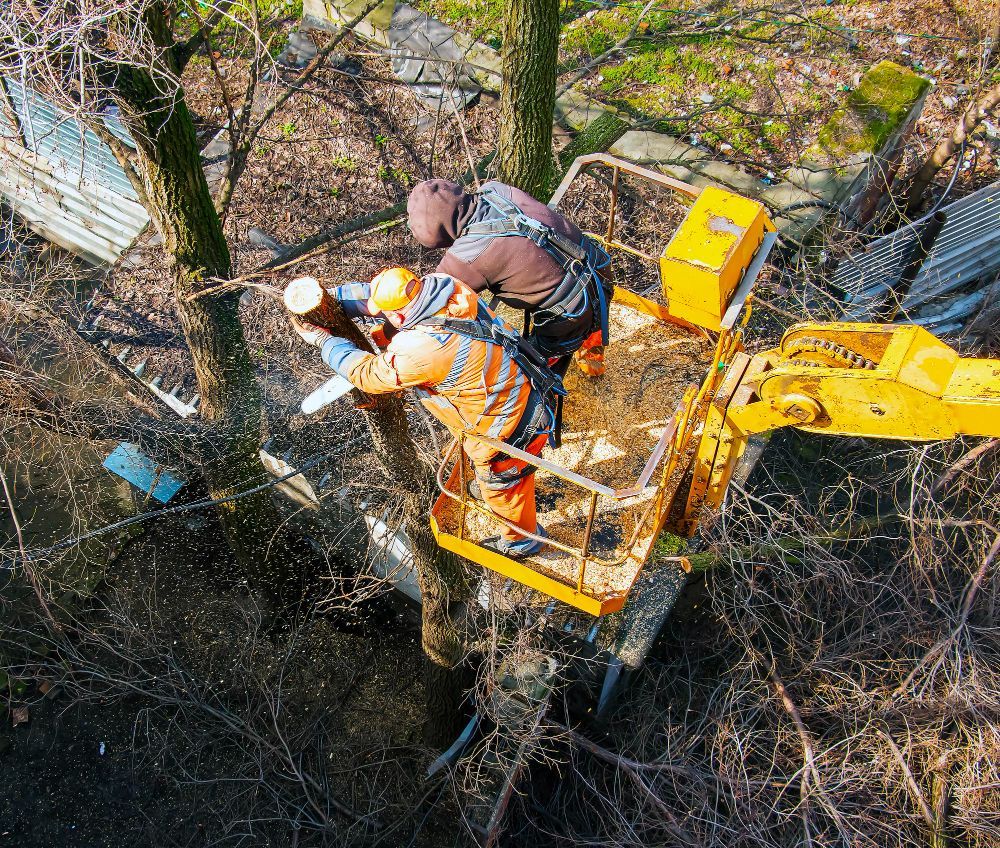 Expert Lawn Care Services in Dayton OH