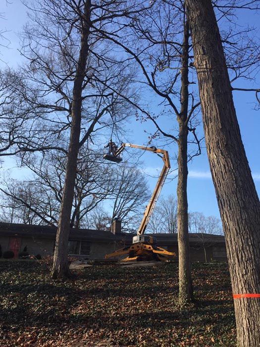 Full Tree Service Austin Landing