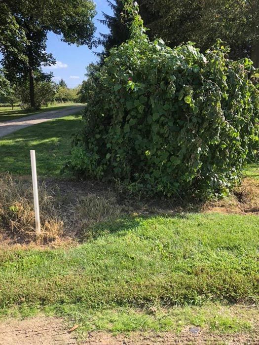 Full Tree Service Beavercreek