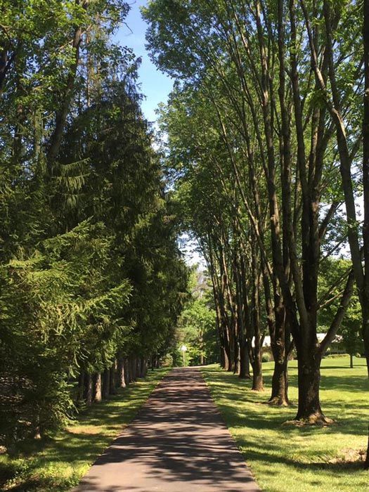 Full Tree Service Bellbrook