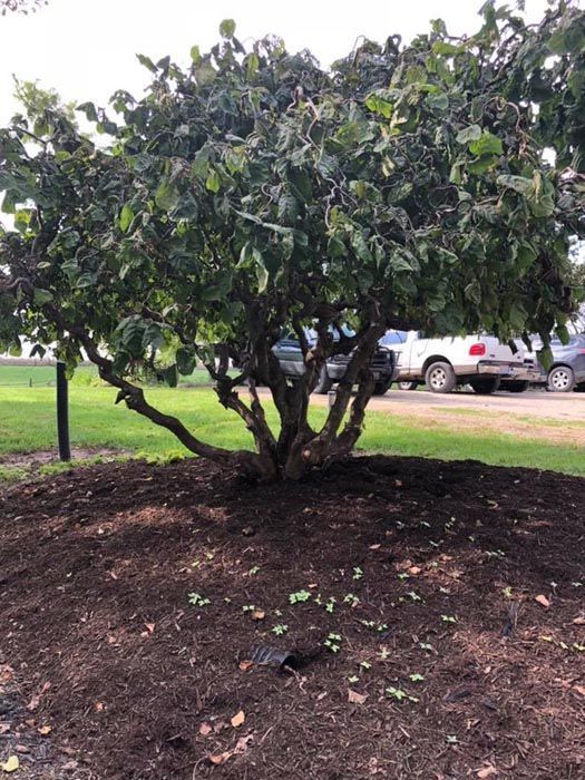 Full Tree Service Springboro