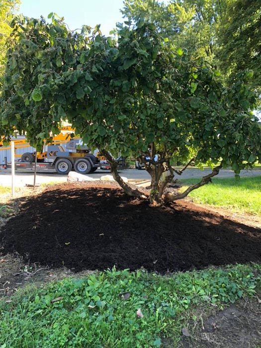 Full Tree Service Centerville