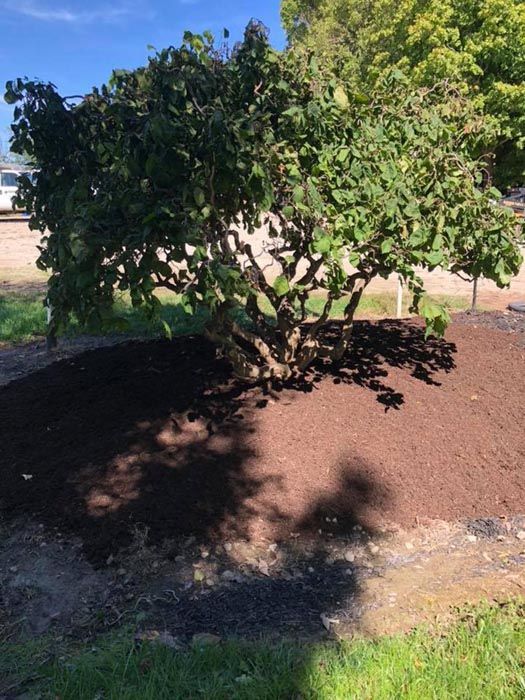 Tree Services in Camden, OH