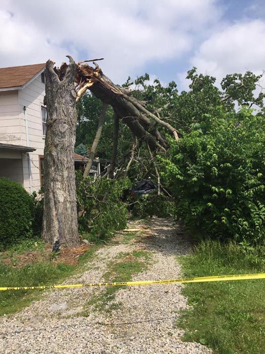 Full Tree Service Brookville