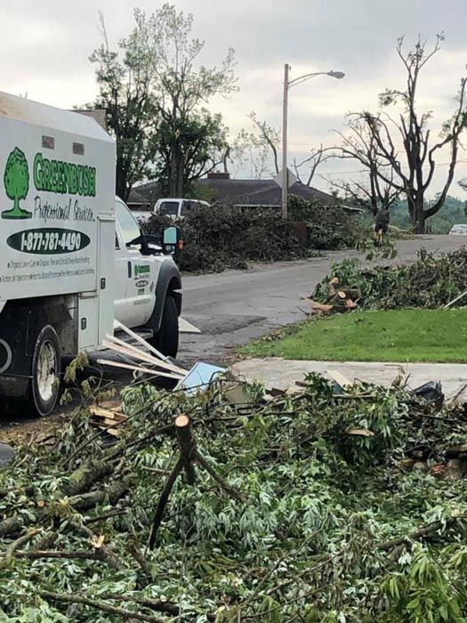 Tree removal Middletown