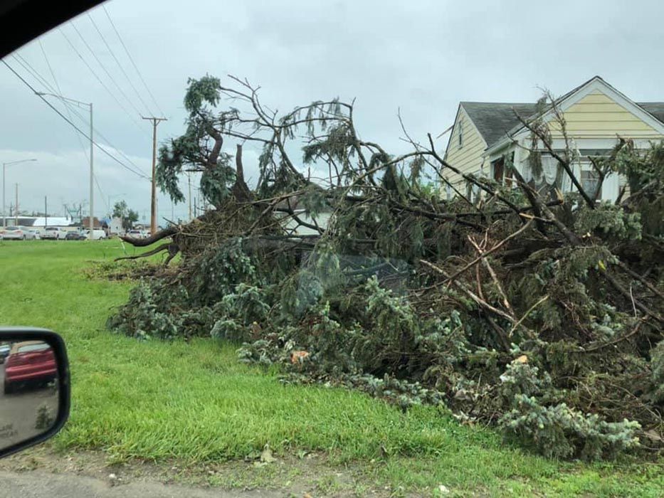 Tree Services in Camden, OH