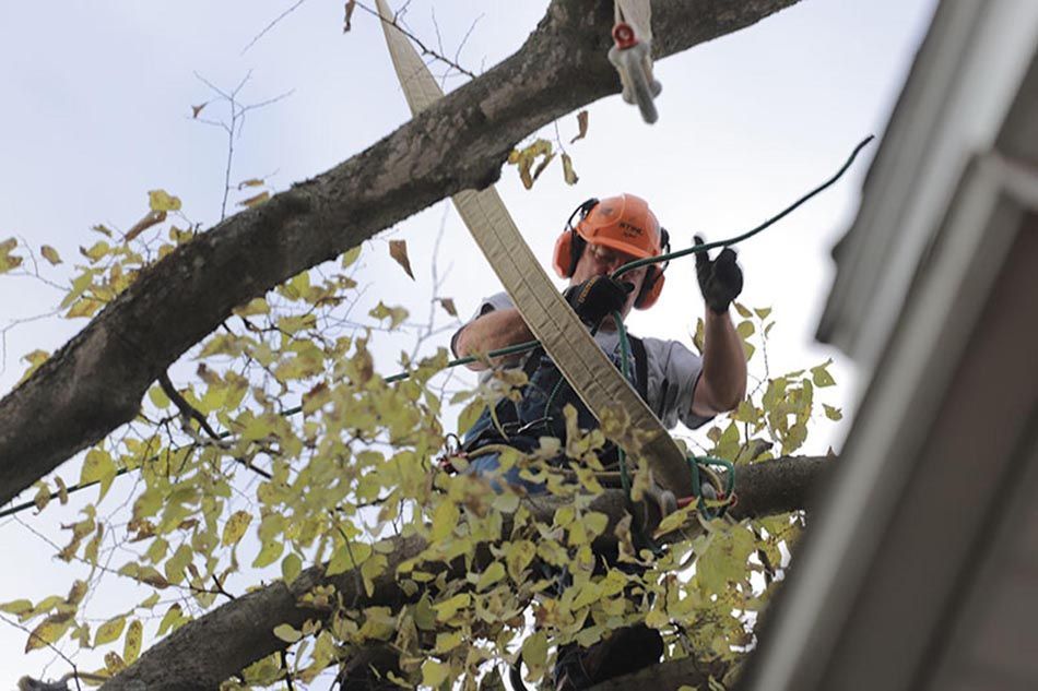 Tree removal Four Bridges