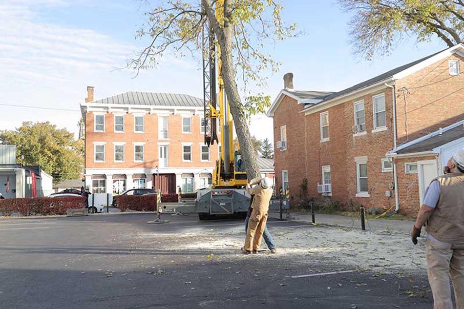 Full Tree Service Oakwood