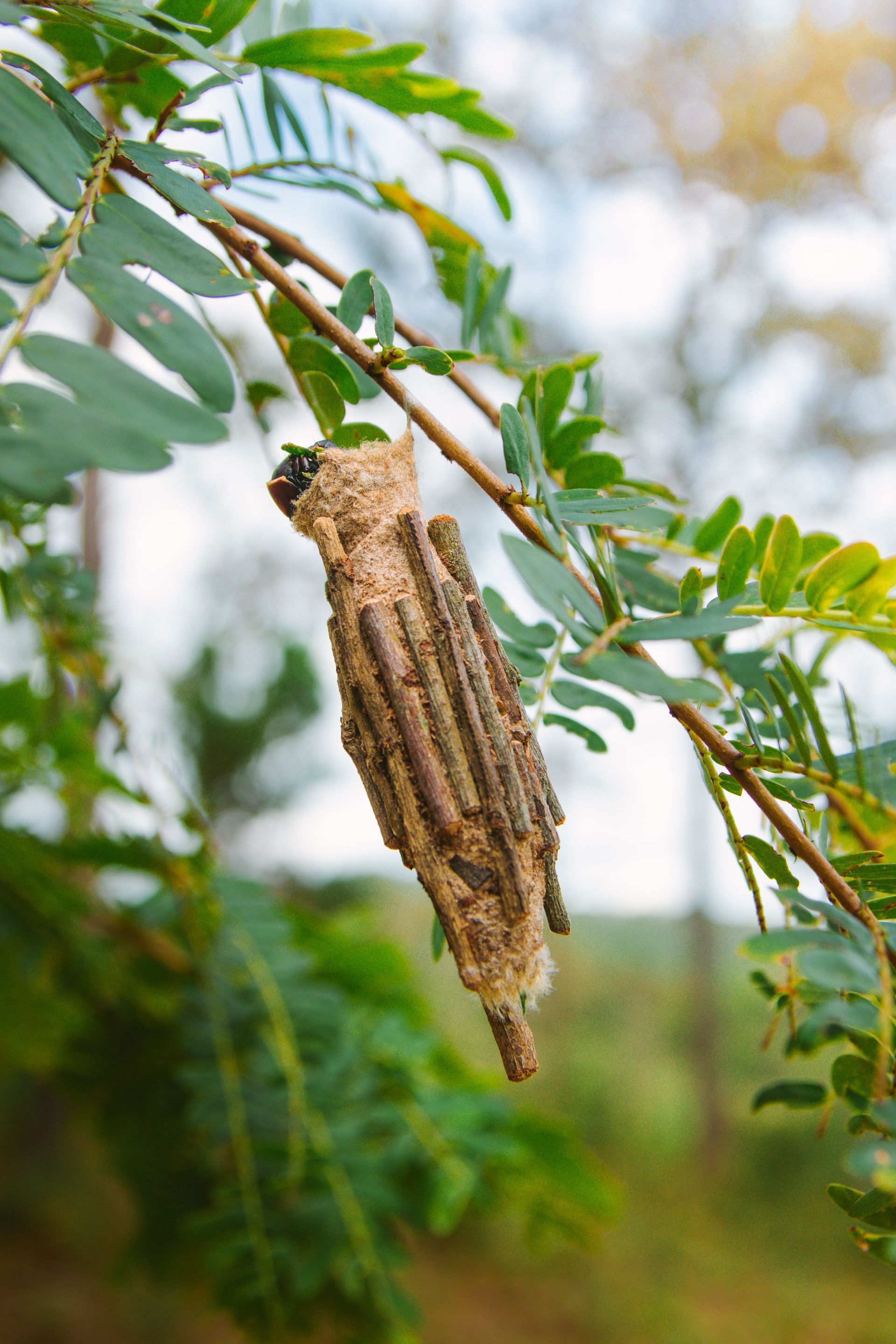 Bagworm case made of twigs and silk hanging from a thin leafy branch, with the caterpillar's dark head poking out the top.