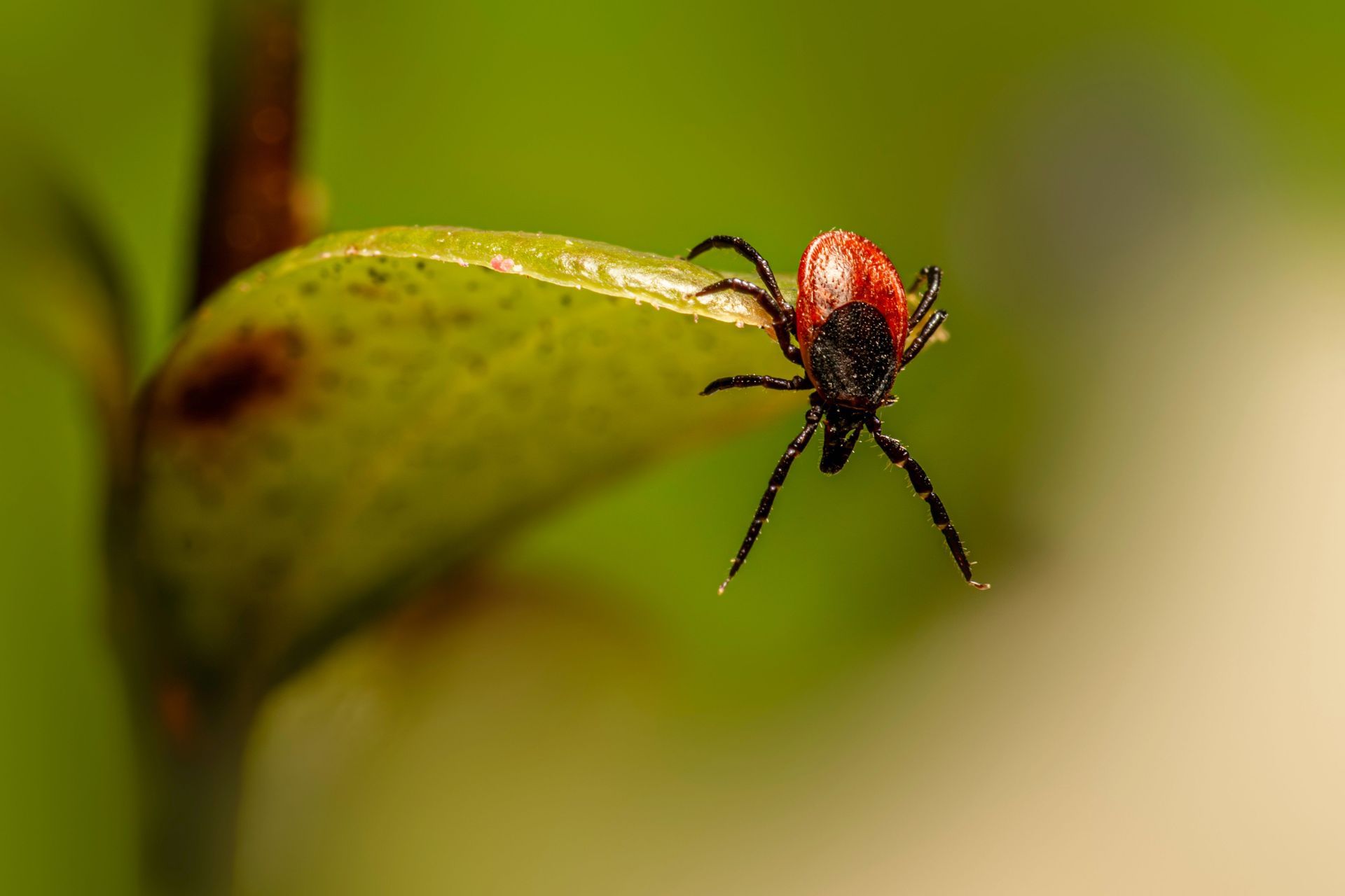 Red tick clinging to the tip of a green leaf against a blurred background.