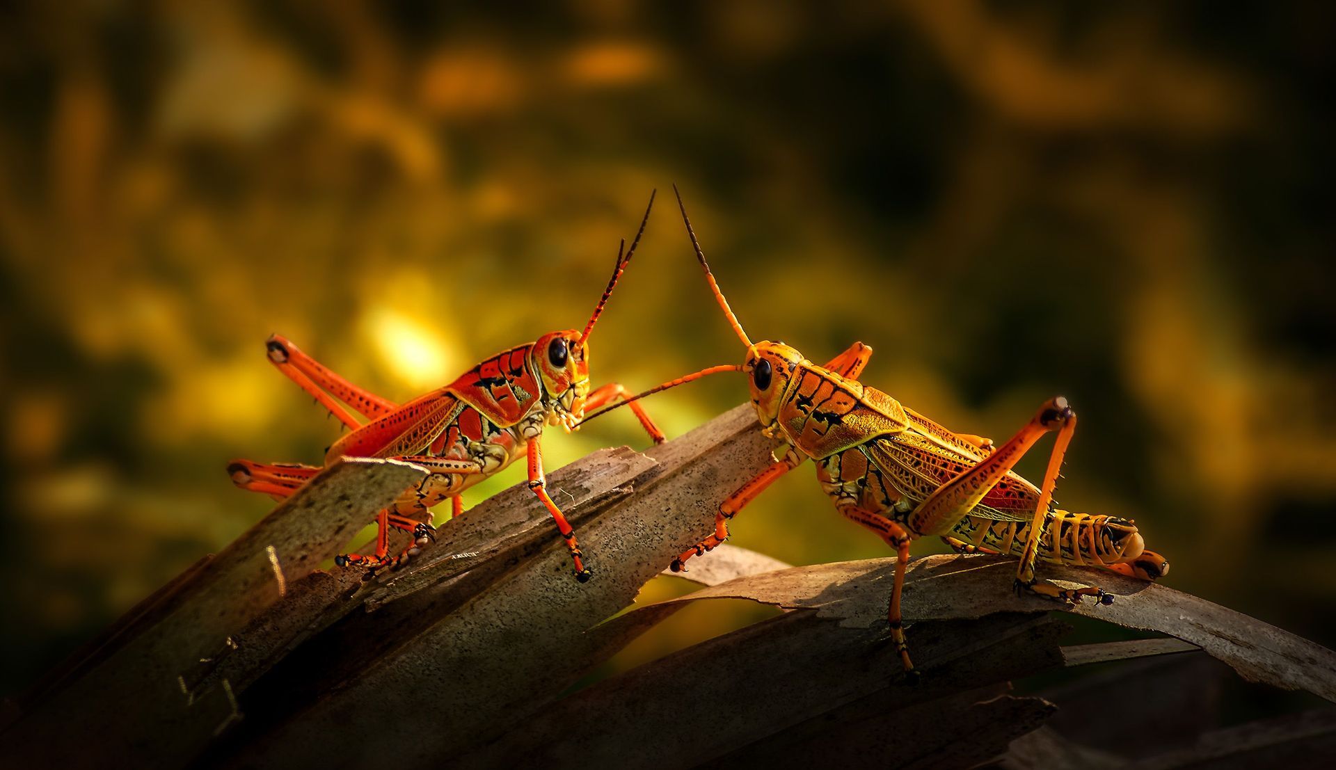 Two orange grasshoppers facing each other on a twig, with a dark blurred background.