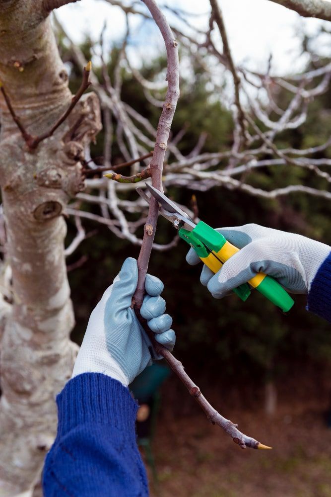 Tree Trimming Services Oxford