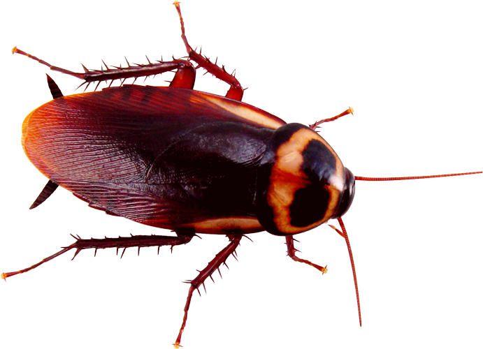 A cockroach is crawling on a white surface