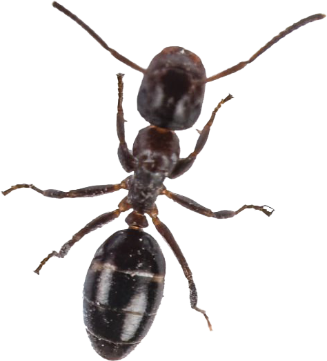 A close up of a black ant on a white background