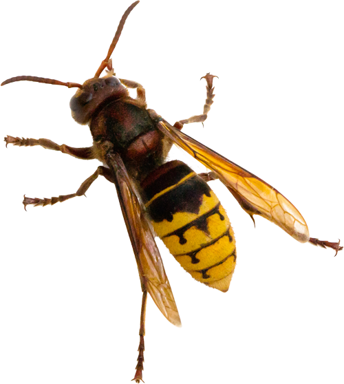 A close up of a wasp on a white background