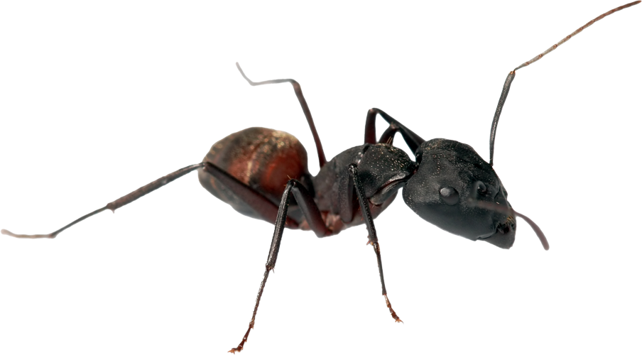 A close up of a black ant on a white background