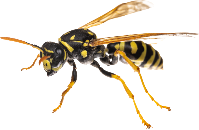 A close up of a black and yellow wasp on a white background