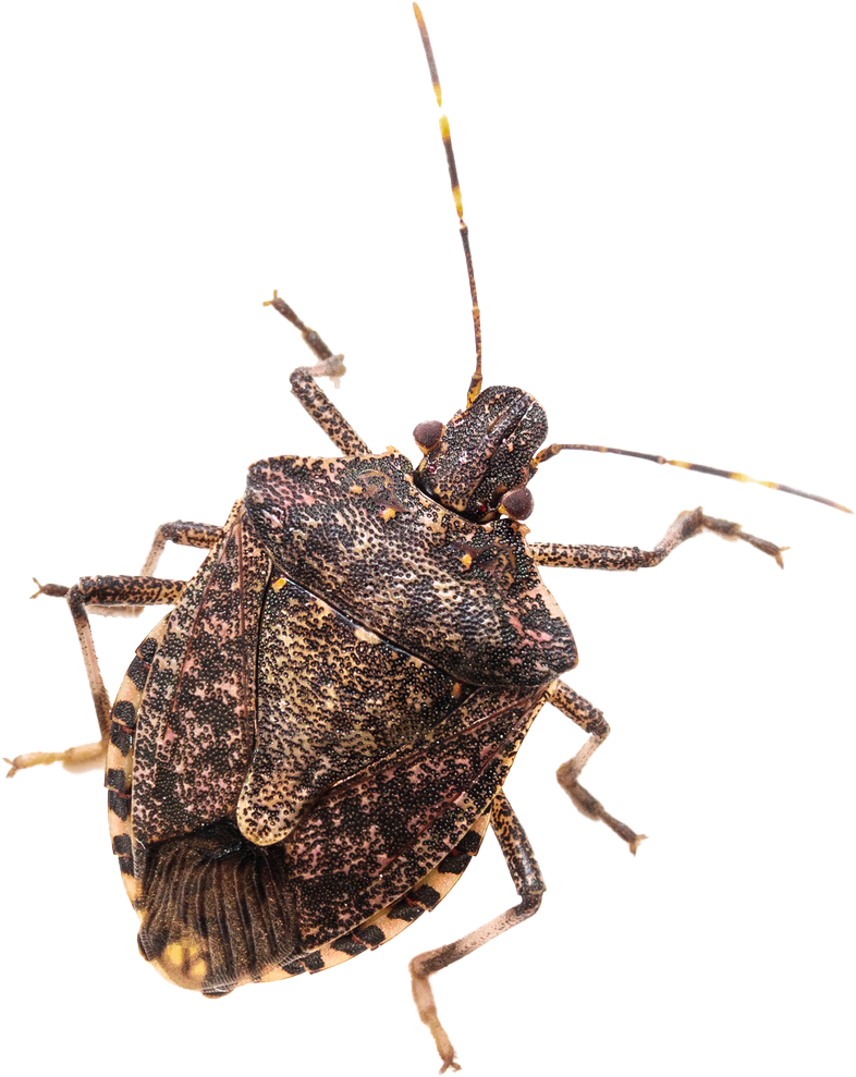 A close up of a bug on a white background