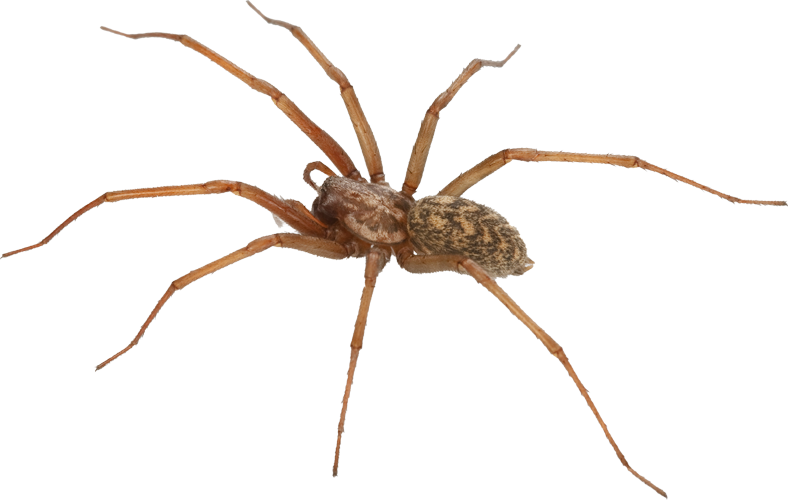 A close up of a brown spider on a white background.