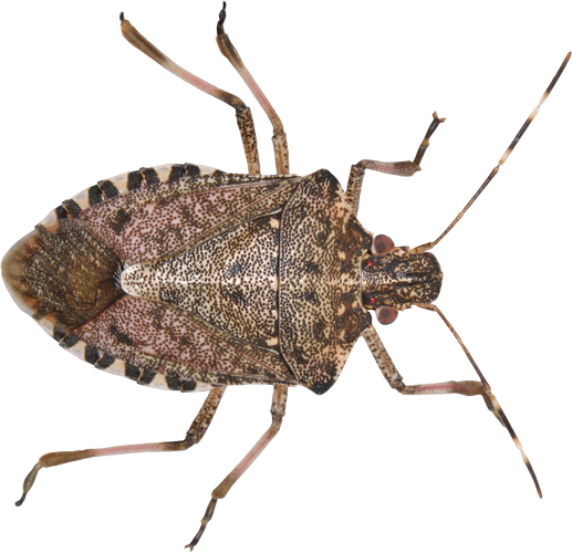 A close up of a bug on a white background