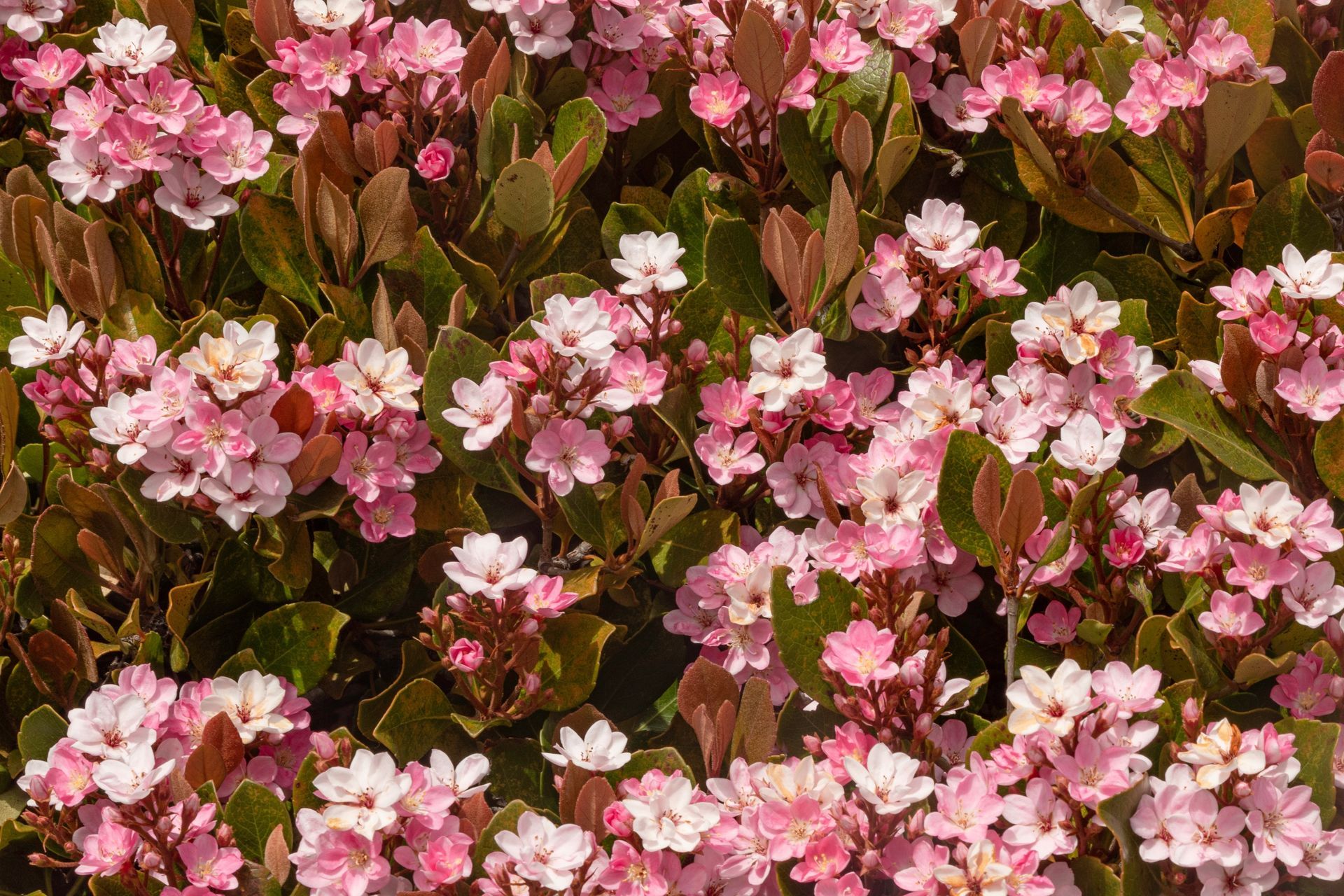 Pink and white flowering shrub with dark green and reddish-brown leaves.