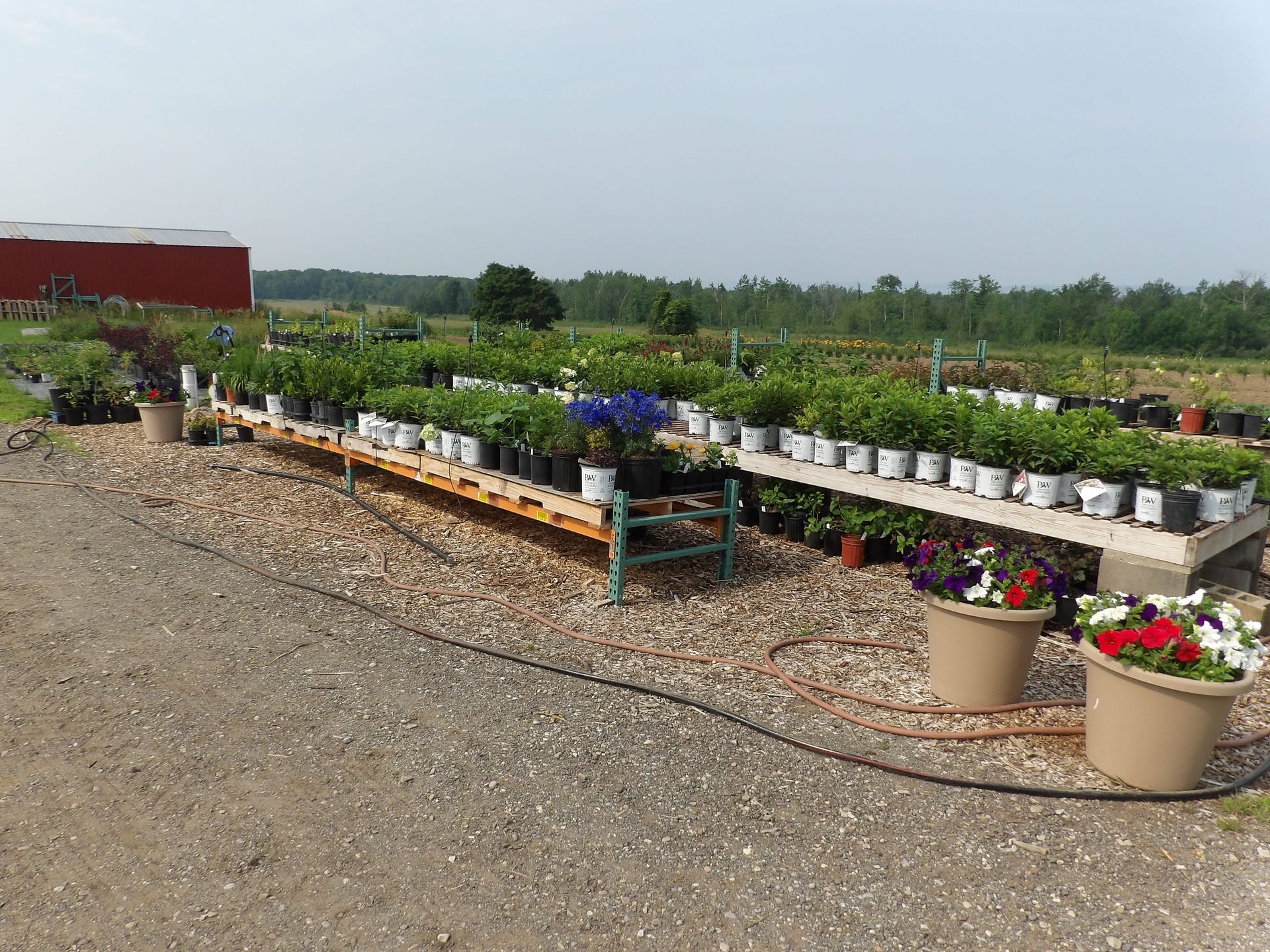 A bunch of potted plants are lined up on a shelf