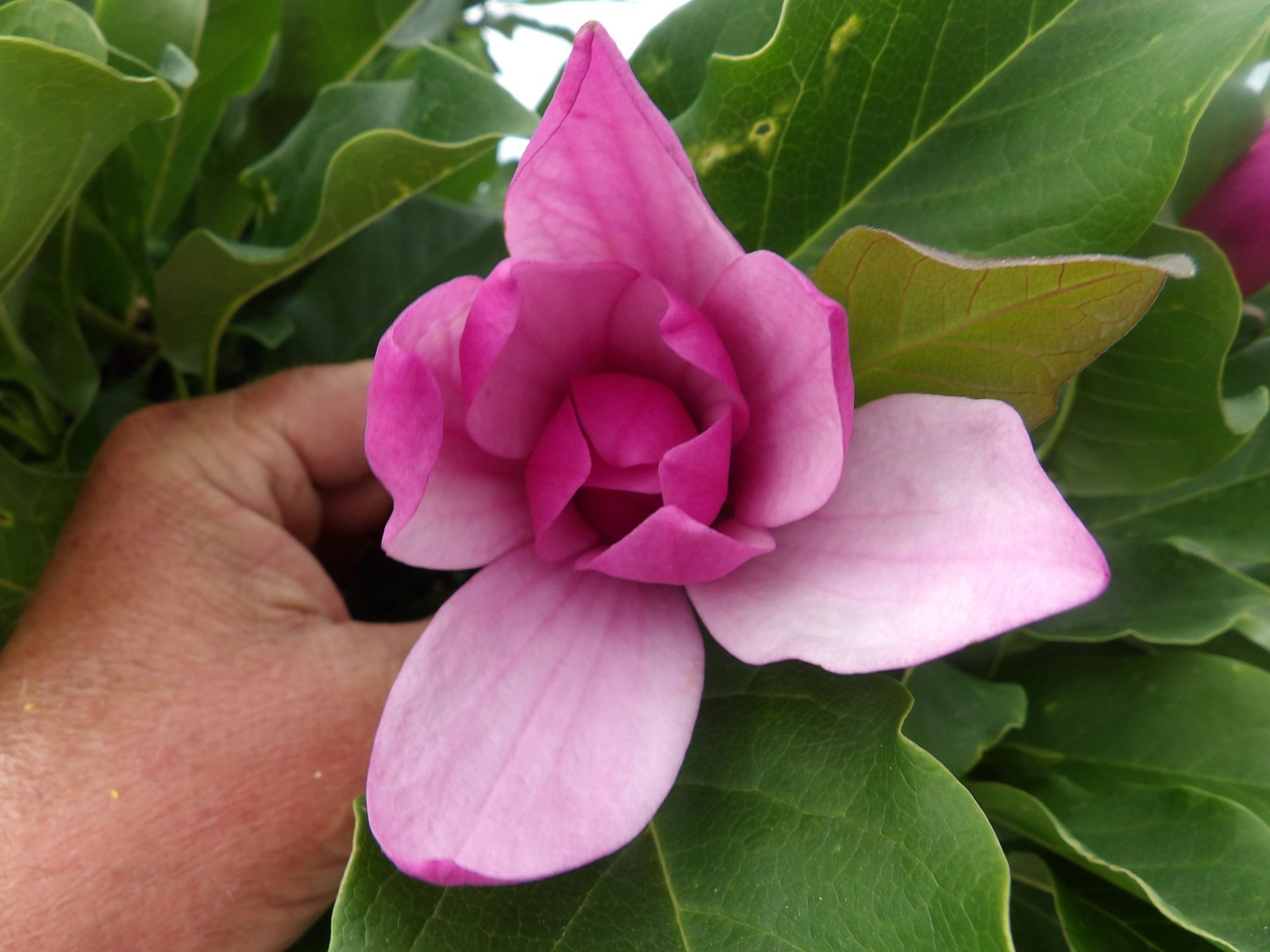 A person is holding a pink flower in their hand