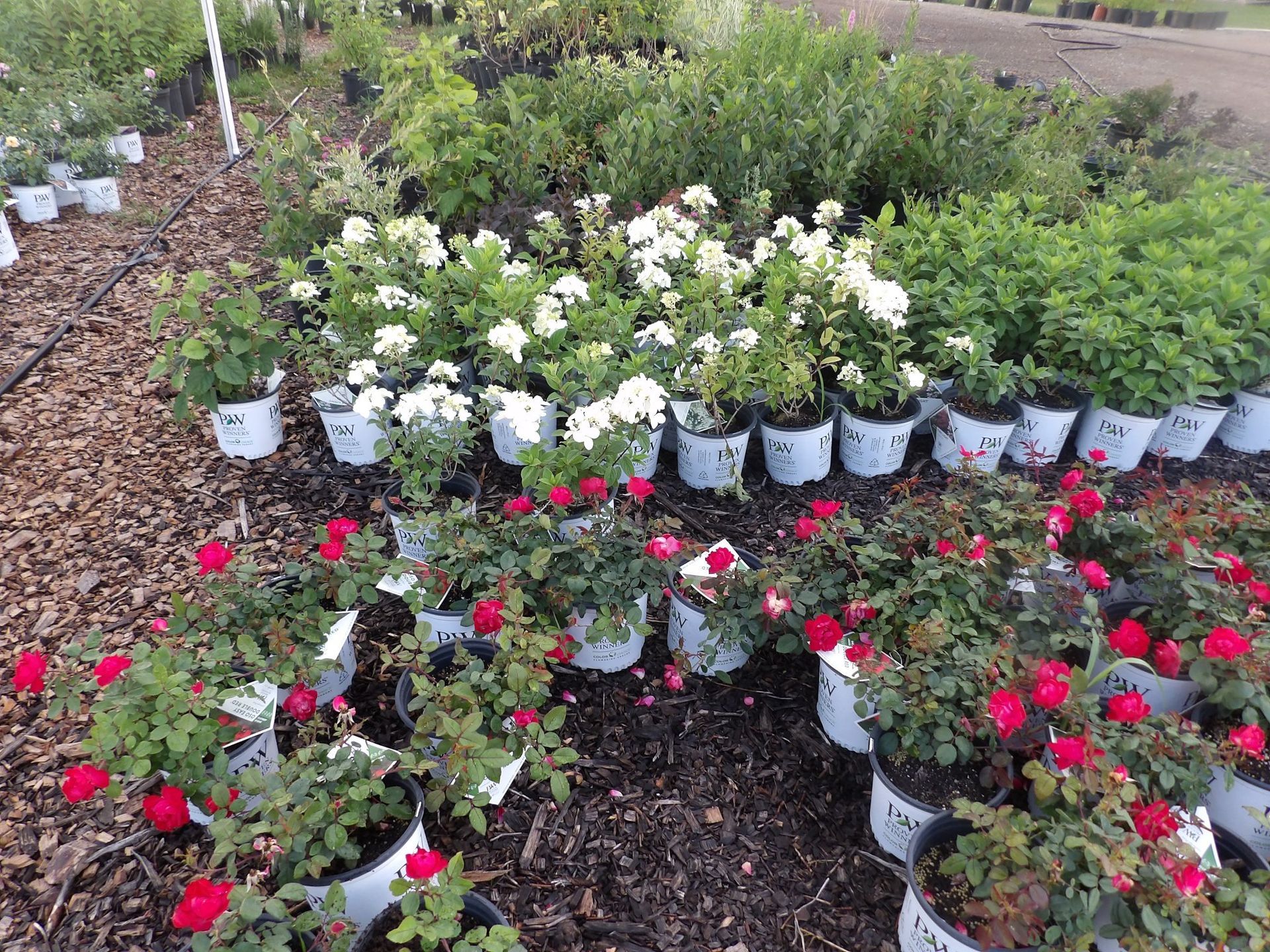 A bunch of potted plants are sitting on the ground in a garden.