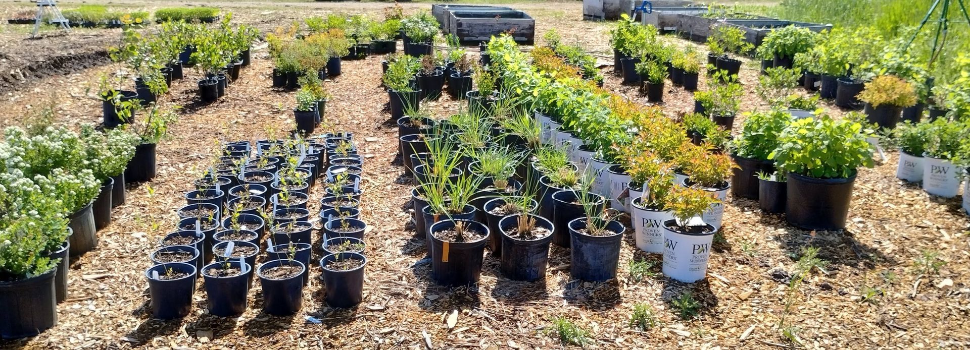 A bunch of potted plants are sitting on the ground in a garden.