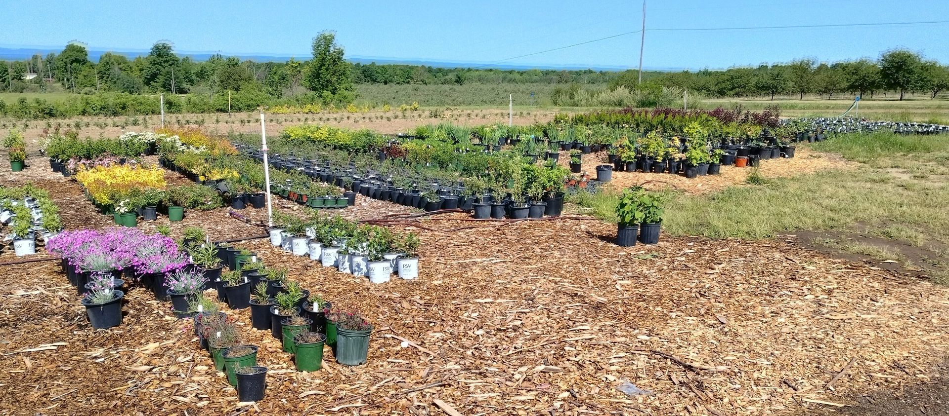 A bunch of potted plants are sitting in a field.