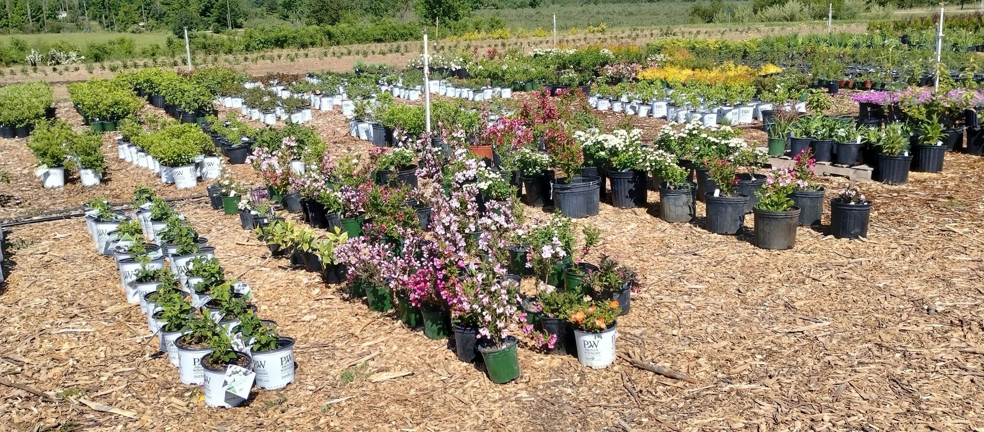 A bunch of potted plants are sitting in a field.