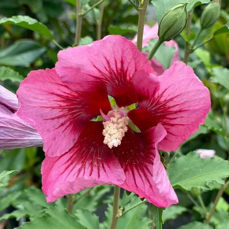 A close up of a pink flower with a yellow center
