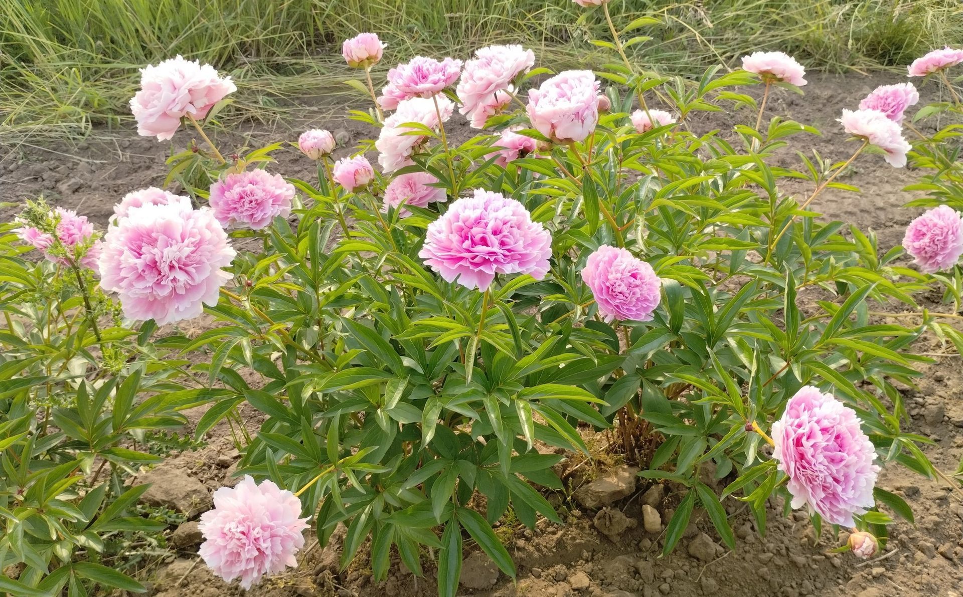 A bush with pink flowers and green leaves is growing in the dirt.
