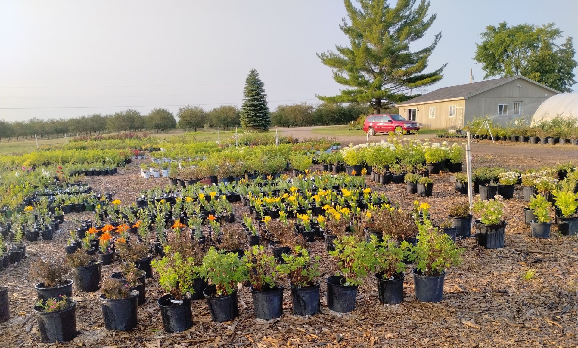A lot of potted plants are in a field in front of a house.