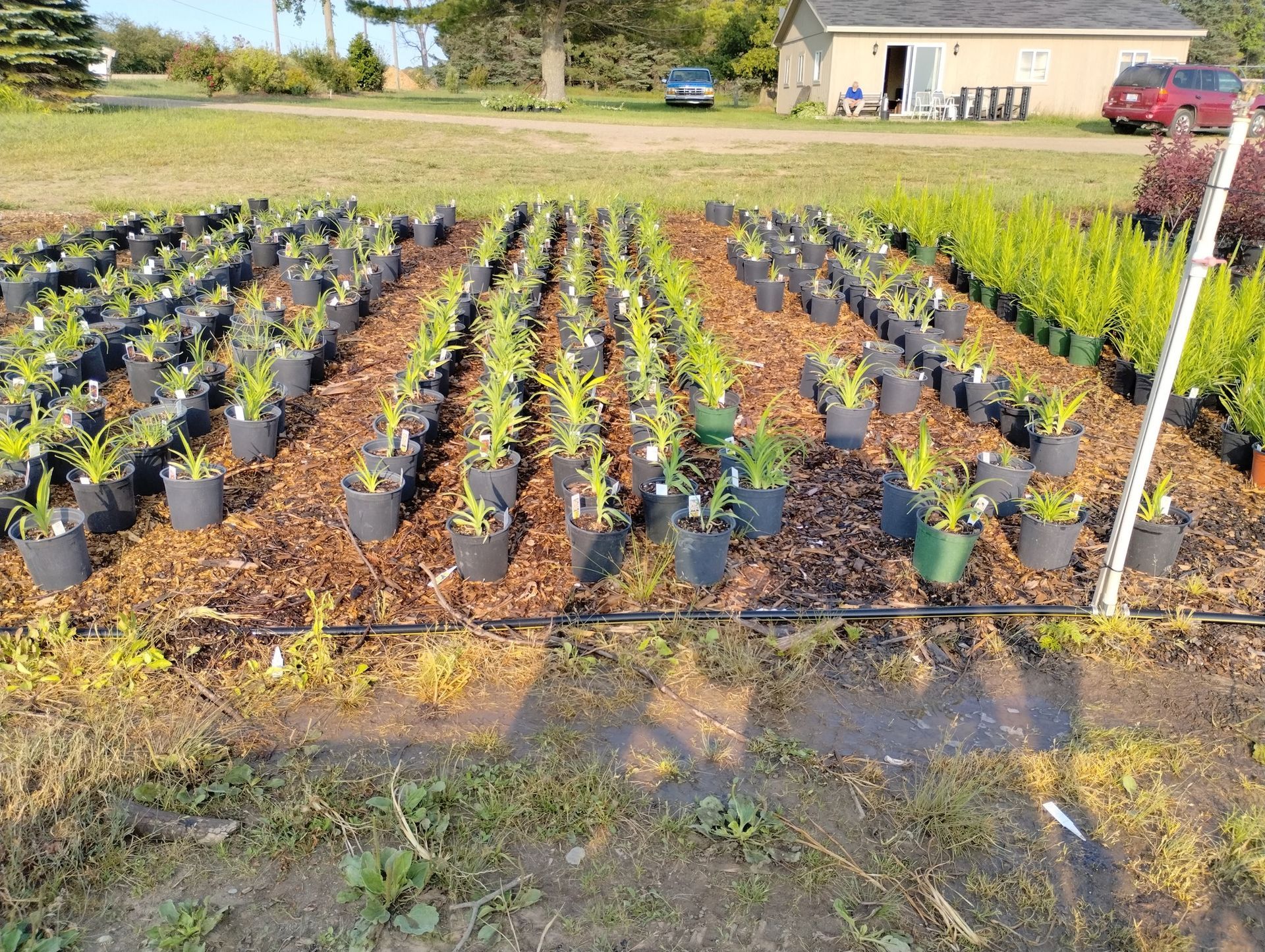 A row of potted plants in a garden with a house in the background.
