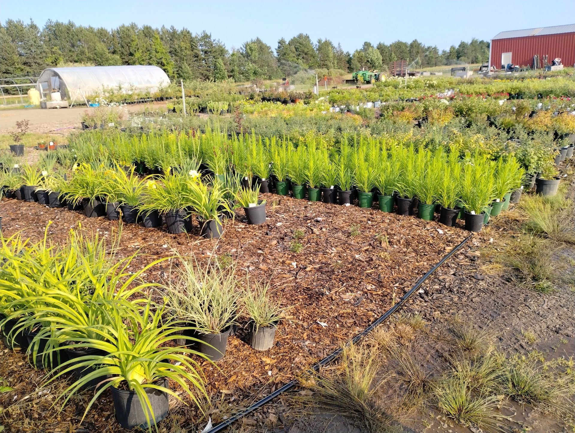A row of potted plants in a garden with a red barn in the background.