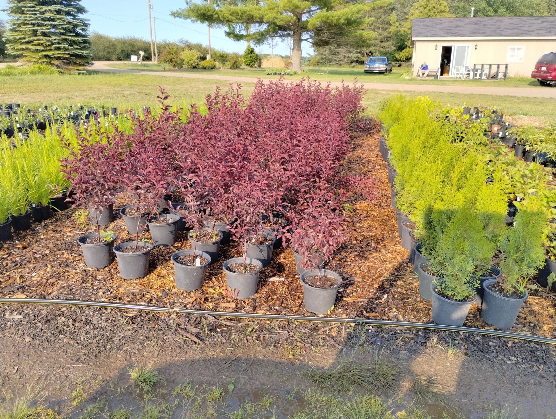 A row of potted plants in a garden with a house in the background