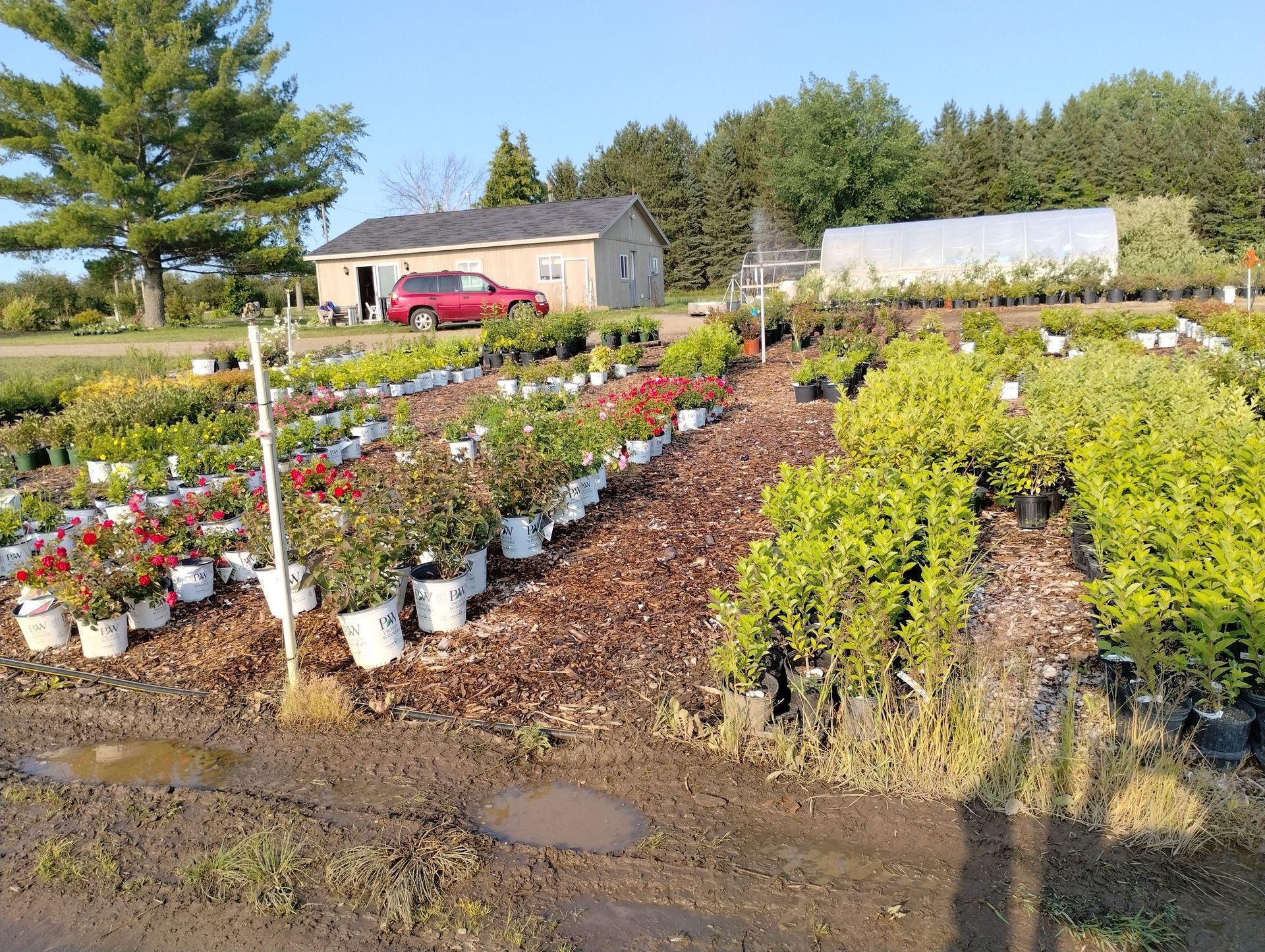 A garden with lots of potted plants and a house in the background